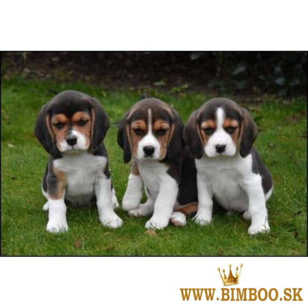 Šteniatka bígla sociálne domestikované