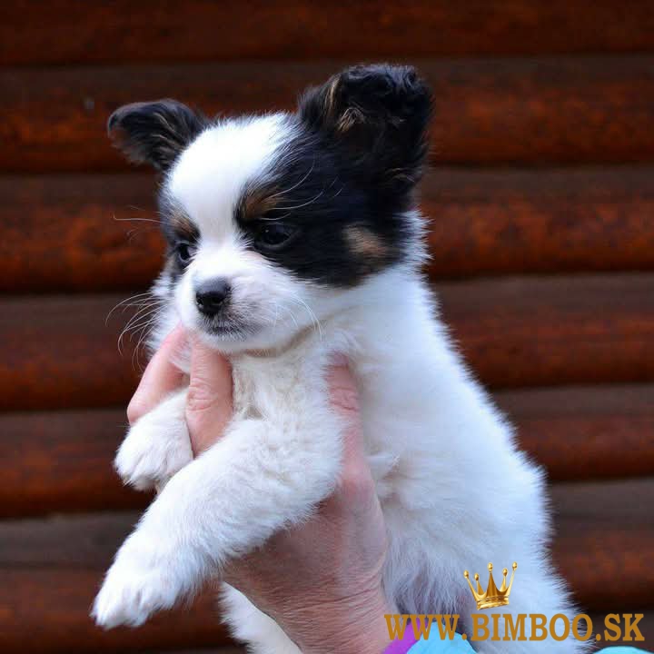 Papillon s rodokmeňom (PP)