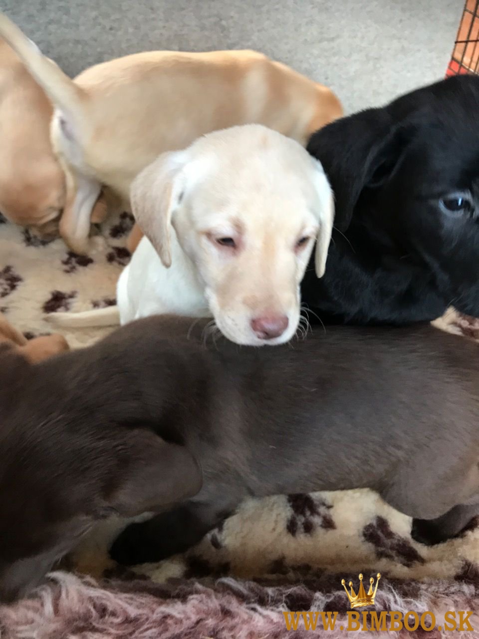 Šteniatka labradorského retrievera