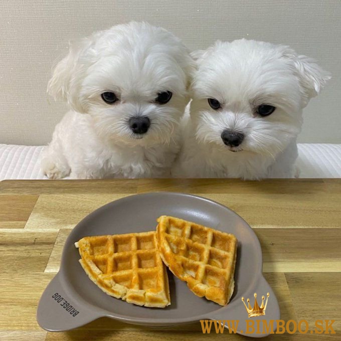 Maltese puppies 