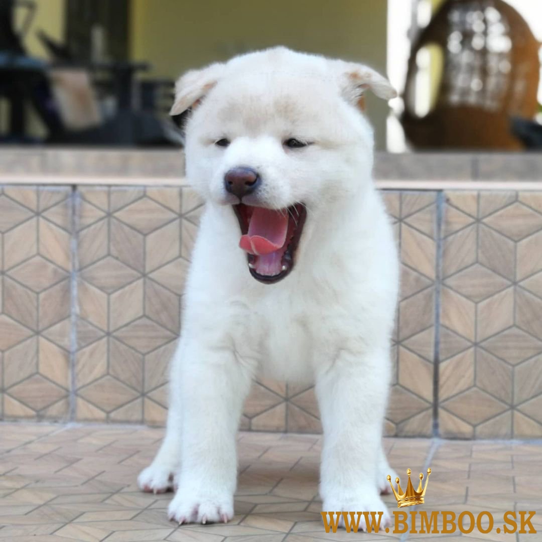 Japonský Shiba Inu