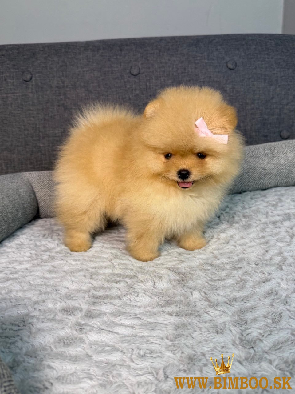 Pomeranian (malý nemecký špic)