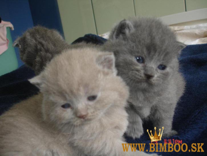 Bengal X, britská krátkosrstá, mainská mývalia. Predám sibírske mačiatka.