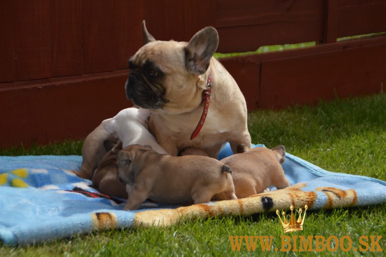 Šteniatka francúzskeho buldočka Kc. WhatsApp nás: +447490124950 Máme 2 krásne šteniatka, ktoré hľada