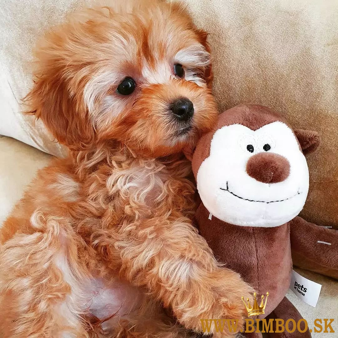 maltipoo Šteniatka    whatsapp +386 69897613