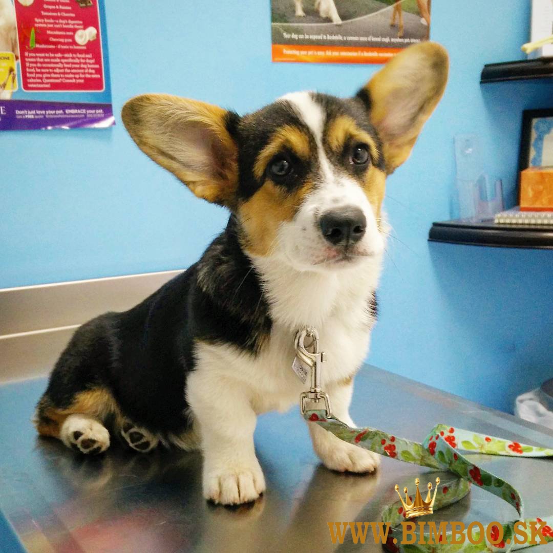 Pembroke Welsh Corgi Šteniatka Pembroke