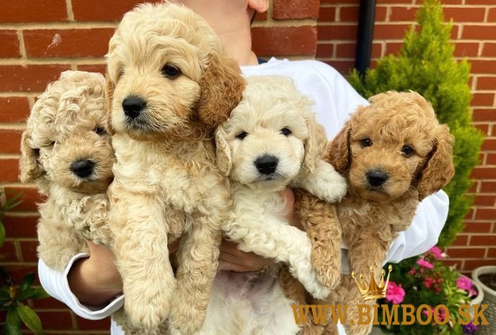 Two boys & two girls LEFT HOMEBRED MINIATUREGoldendoodles F1B +1 (559) 745-5646