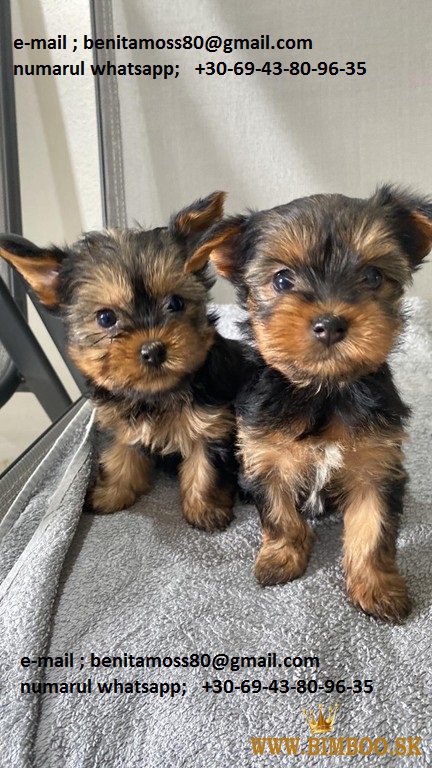 Yorkshire terier mini - šteniatka na predaj