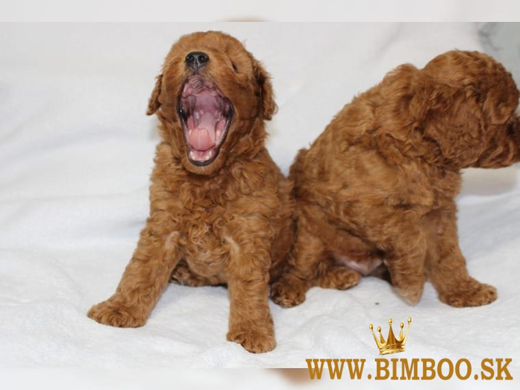 Roztomilé šteniatka pudlíka