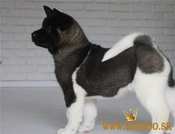 Šteniatka Akita