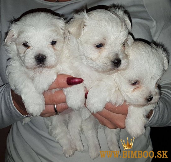 Mini maltezak, mini maltez