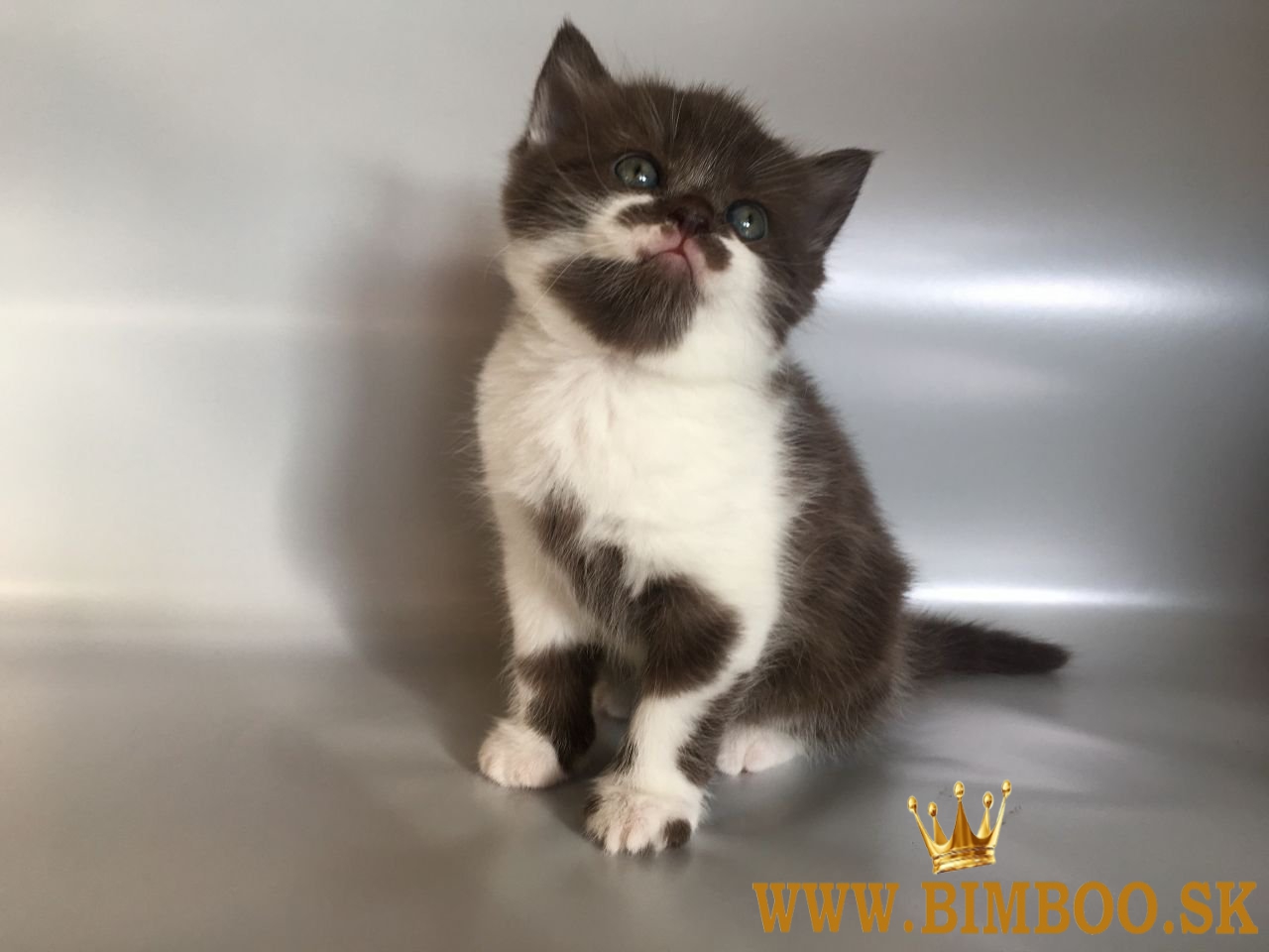 Škótske fold mačiatka. whatsapp nás: +447490124950