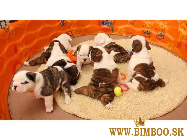 Šteniatko anglického buldoga na rozdávanie