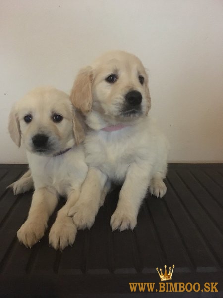 Šteniatka zlatého retrievera  WhatsApp +386 69897613