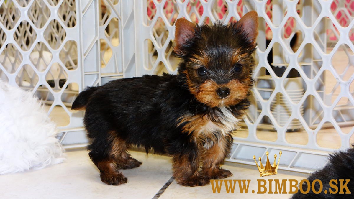 Predám šteniatka Yorkshirského teriéra