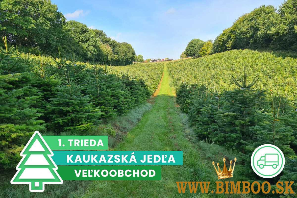 Kaukazská jedľa 1. trieda veľkoobchod