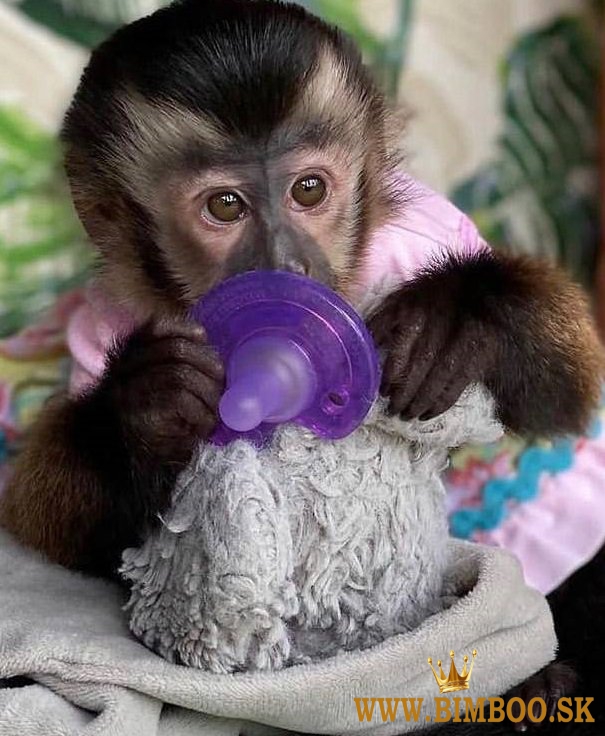 Dieťa muž a žena kapucínka na adopciu