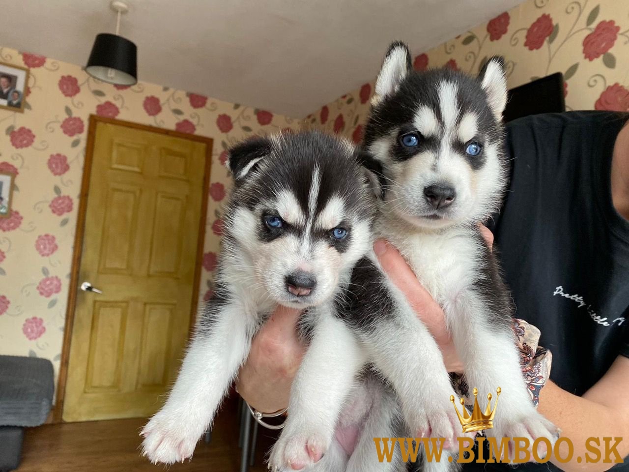 Cățeluși minunați de husky siberin gata de adopție..