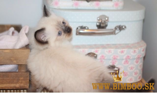Ručne odchované mačiatka plemena ragdoll. WhatsApp nás: +447490124950