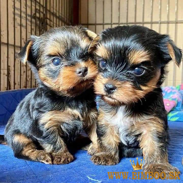 Yorkshire teriér s PP, Jorkšírský terrier, Jork 
