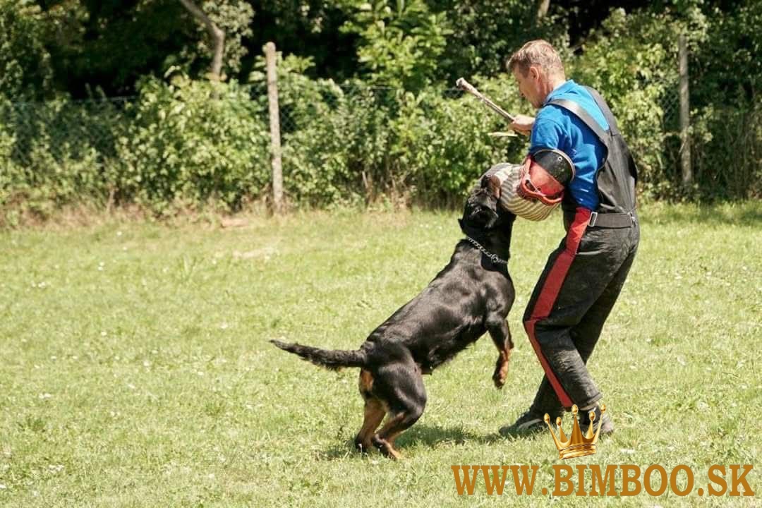 Šteniatka Rottweilera s PP