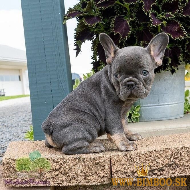 Krásne šteniatka francúzskeho buldočka