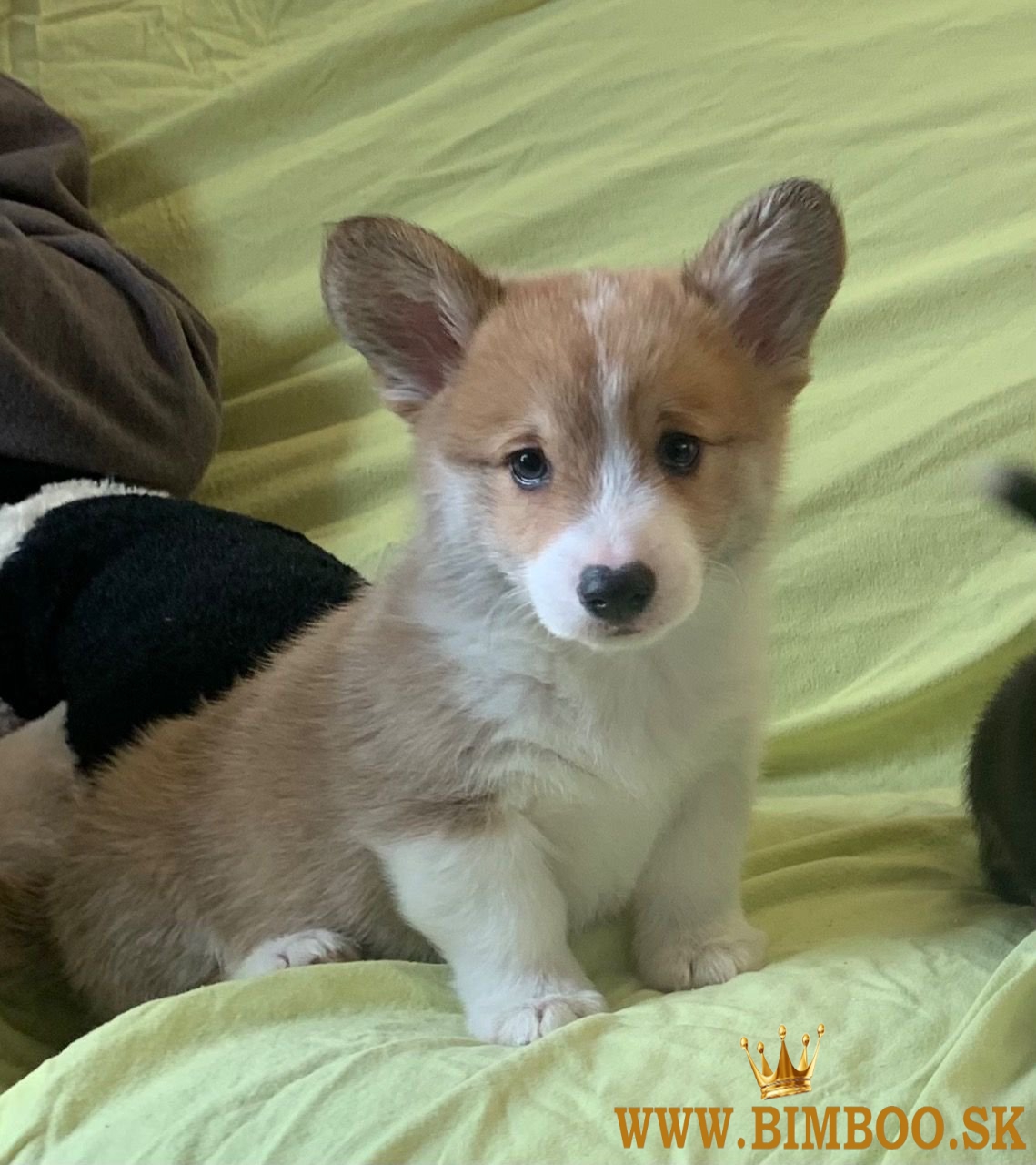 Šteniatka Pembroke Welsh Corgi