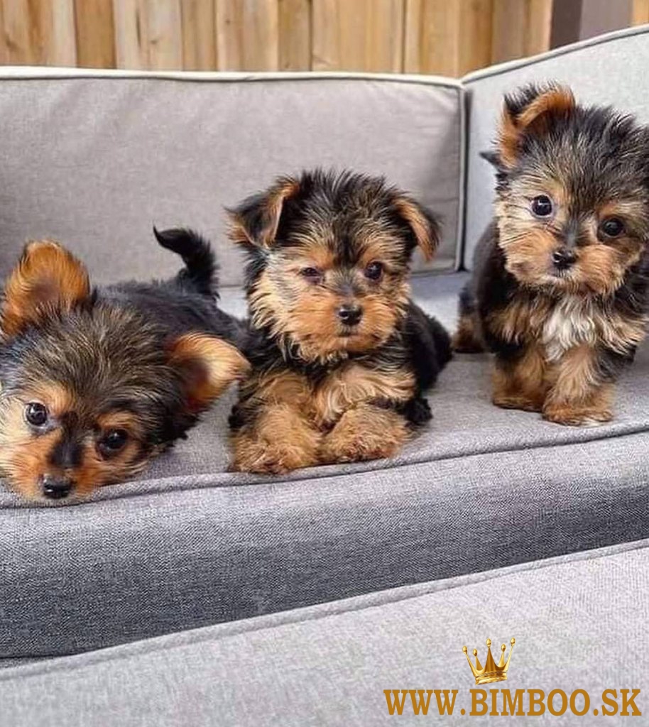 Yorkshire Terrier s PP 
