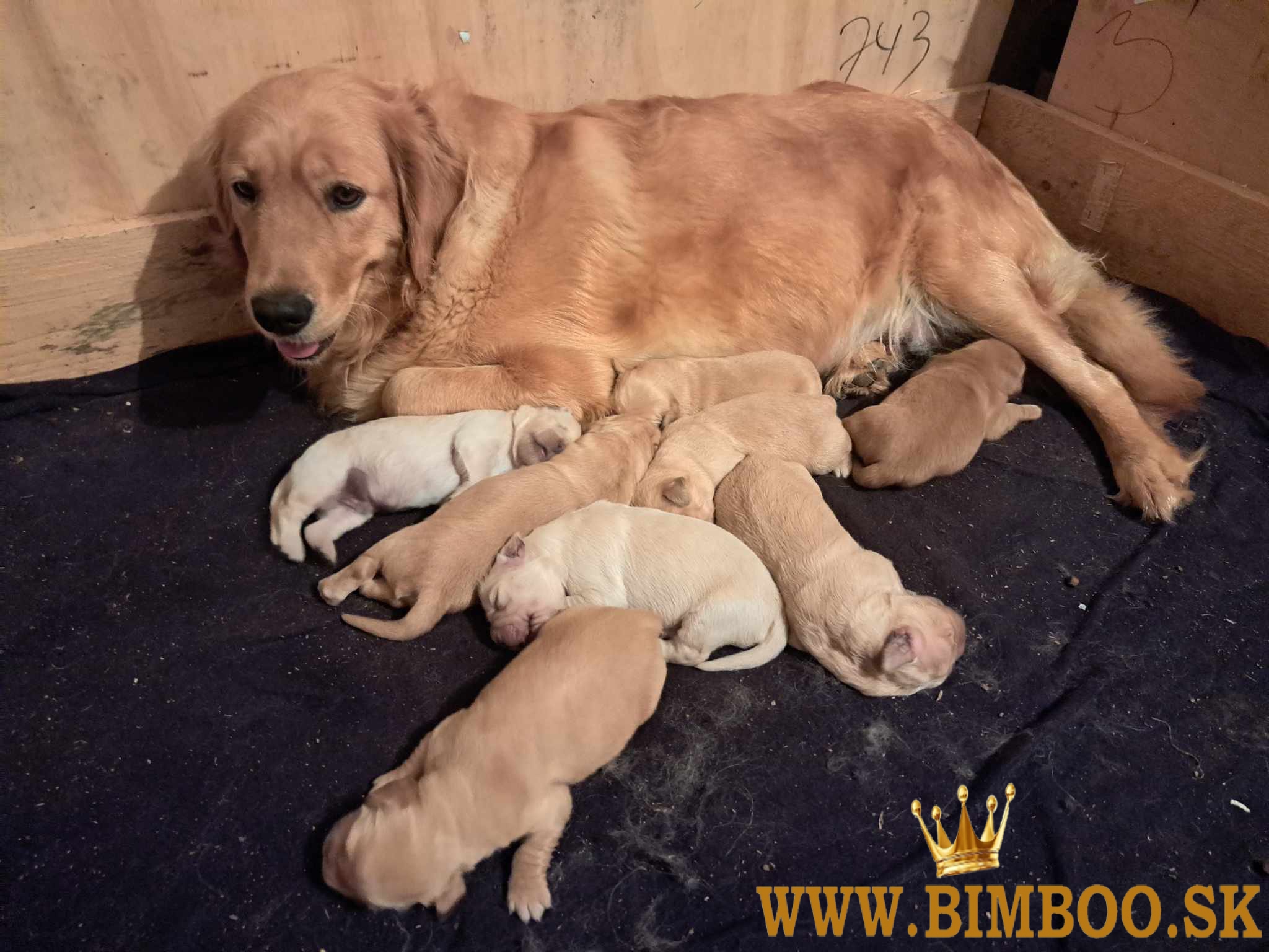 Golden retriever / Zlatý retriever 