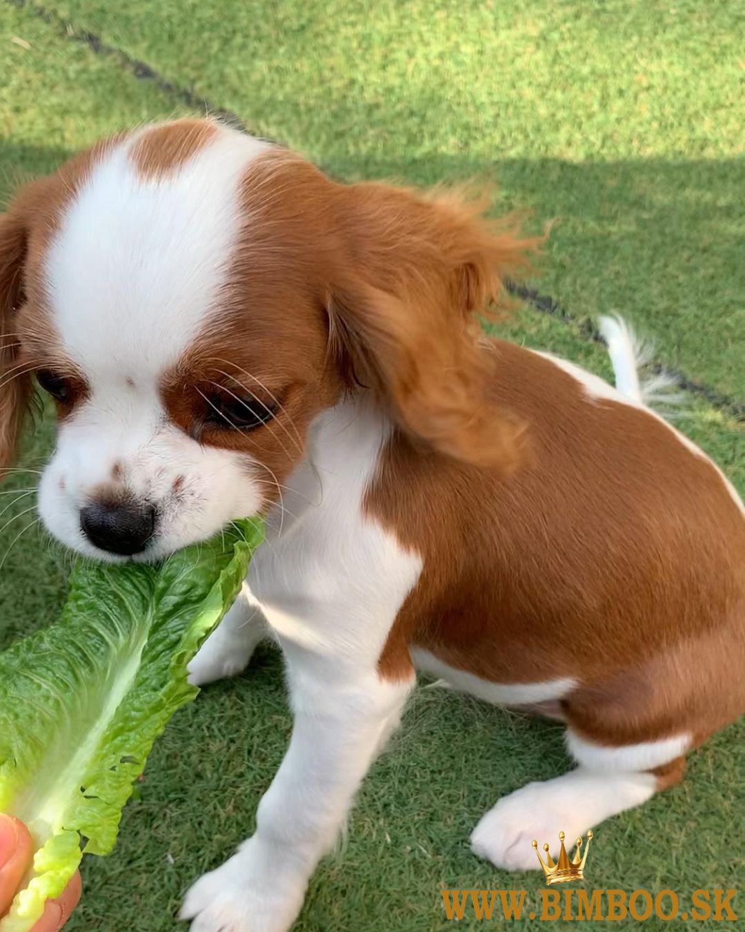 Šteniatka Cavalier King Charles Spaniel. 