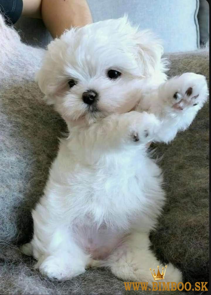 maltezák mini 