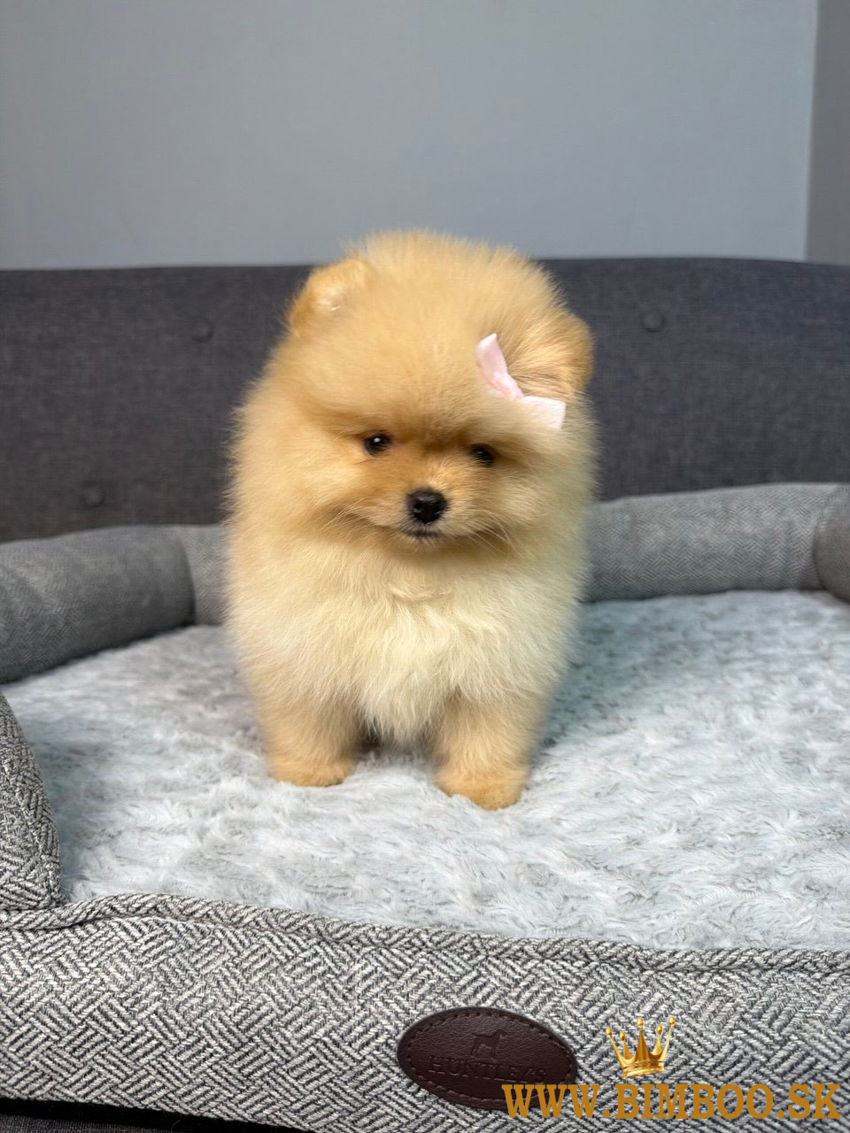 Pomeranian (malý nemecký špic)