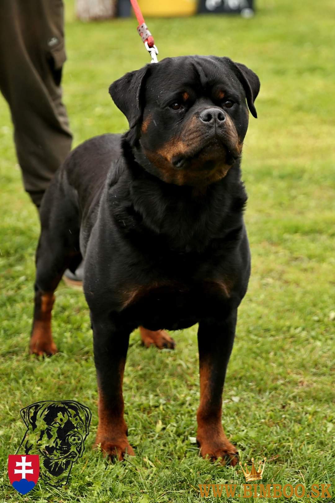 Šteniatka Rottweilera s PP