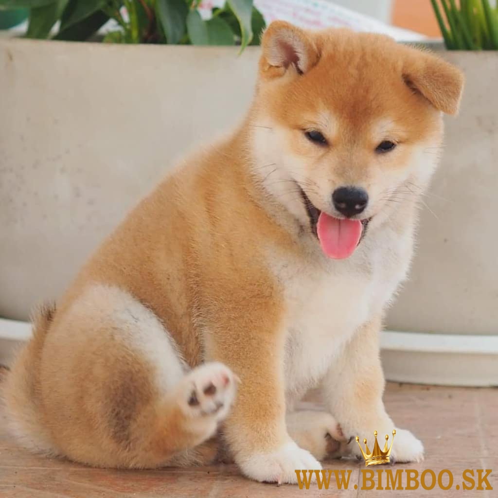 Japonský Shiba Inu