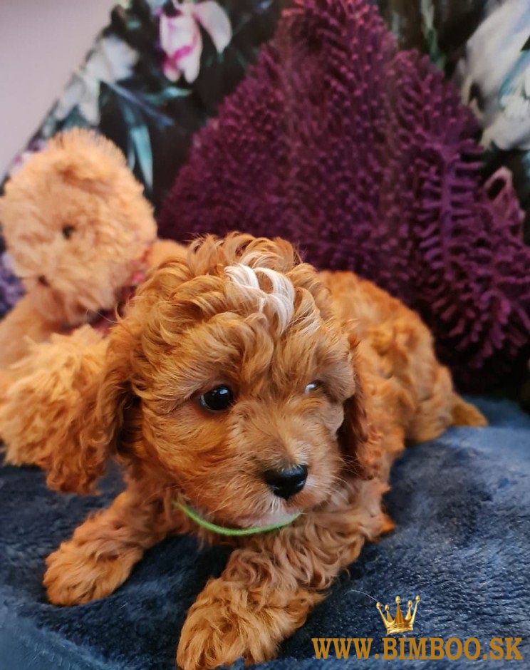 Cățeluși minunați de cavapoo gata de adopție..