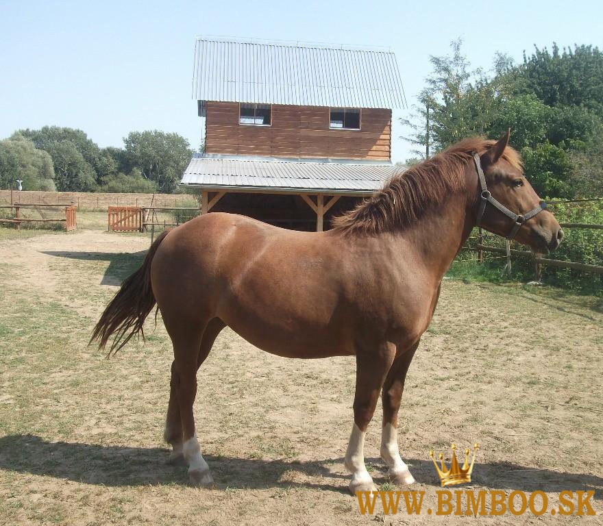 American Quarter Horse ( AQH )
