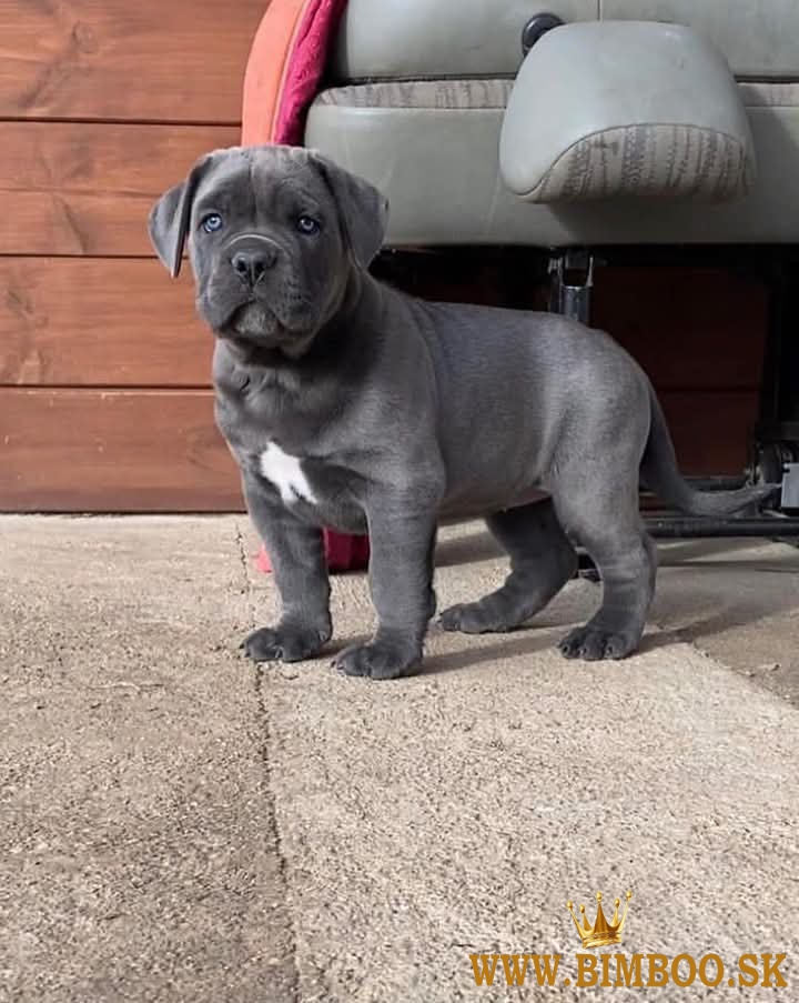 Cane corso šteniatka s rodokmeňom FCI
