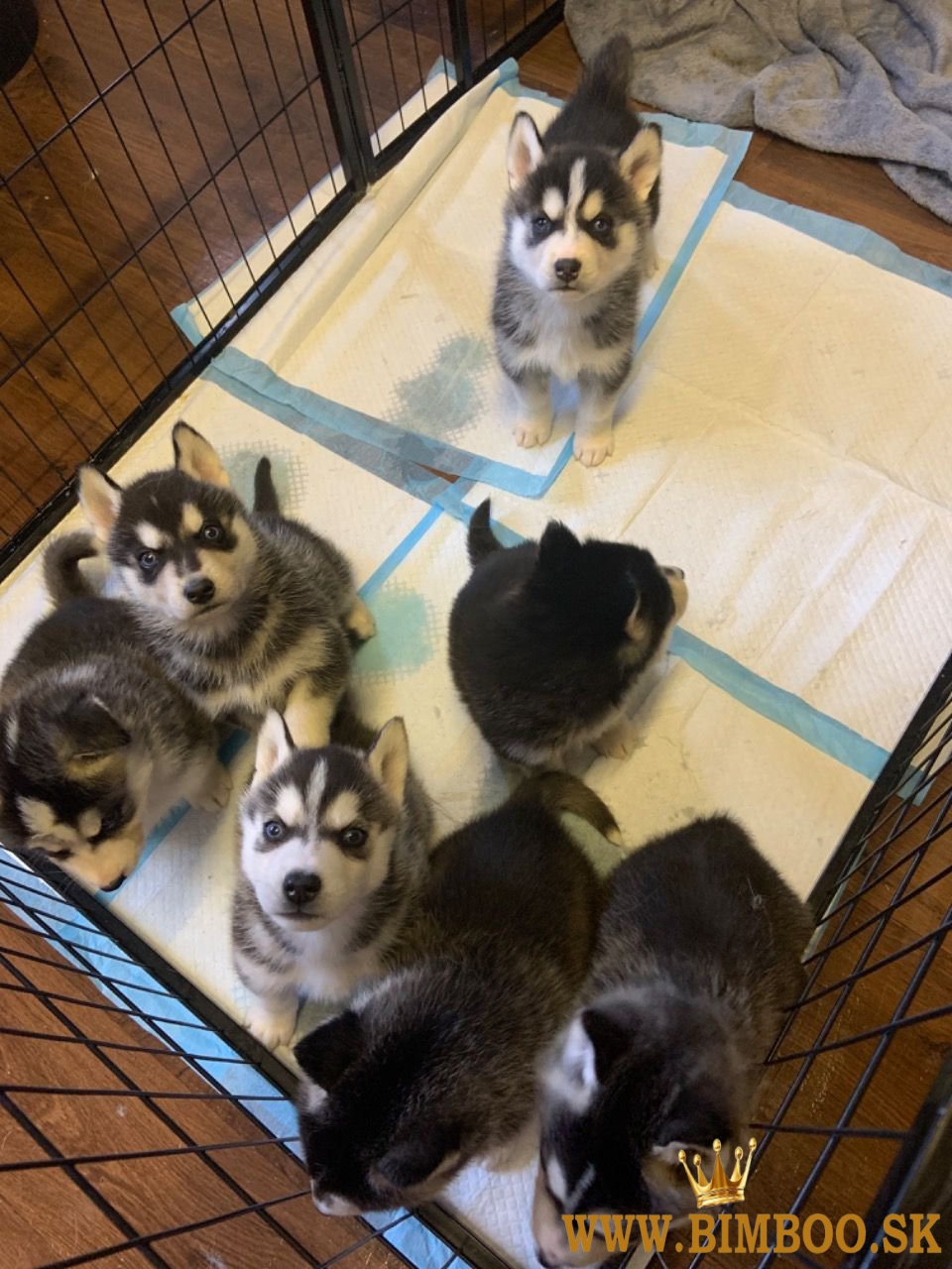 Šteniatka sibírskeho huskyho