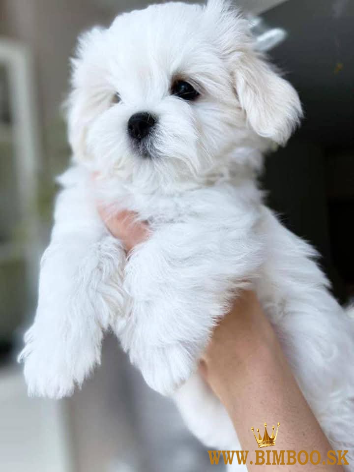 Mini maltezáčika. Šteniatka