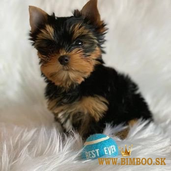 yorkshire terier-joksir terier