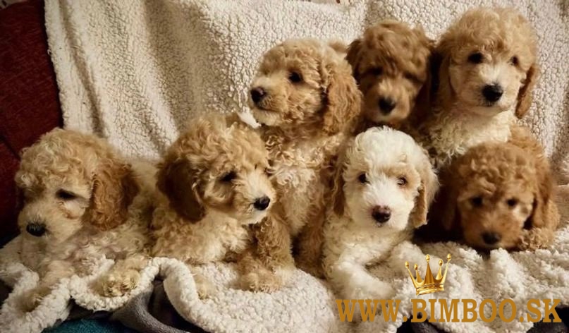 Stunning Small Miniature Goldendoodle Puppies +1(559) 745-5646