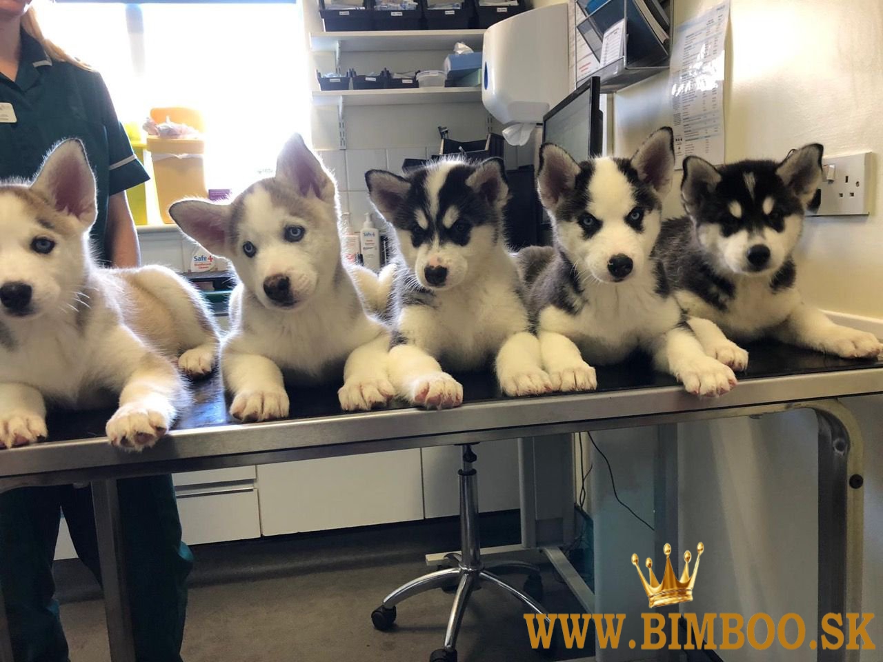 Sibírske husky šteniatka