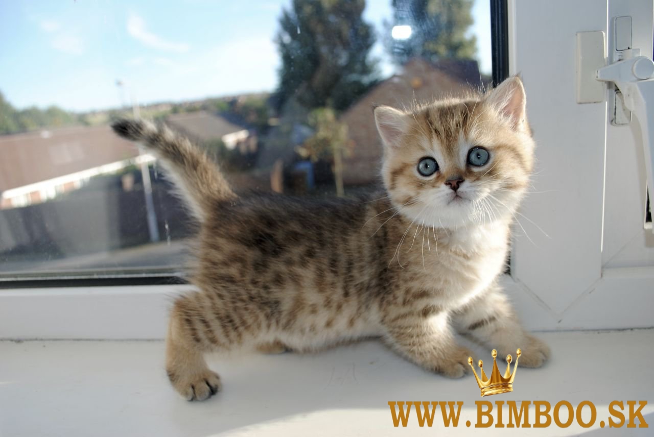 Škótske fold mačiatka. whatsapp nás: +447490124950